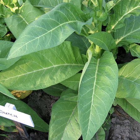 Ohio Dutch, Tobacco Seed - Packet image number null